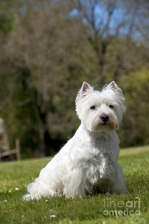 West Highland White Terrier #2 Photograph by John Daniels