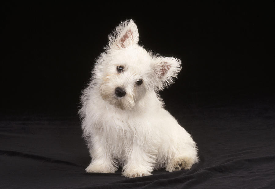 West Highland White Terrier Puppy #1 Photograph by John Daniels