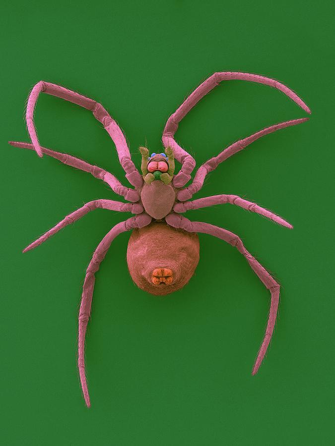 Spider Photograph - Western Black Widow Spiderling #2 by Dennis Kunkel Microscopy/science Photo Library