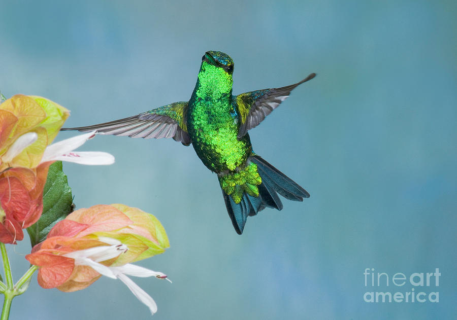Western Emerald Hummingbird #2 Photograph by Anthony Mercieca