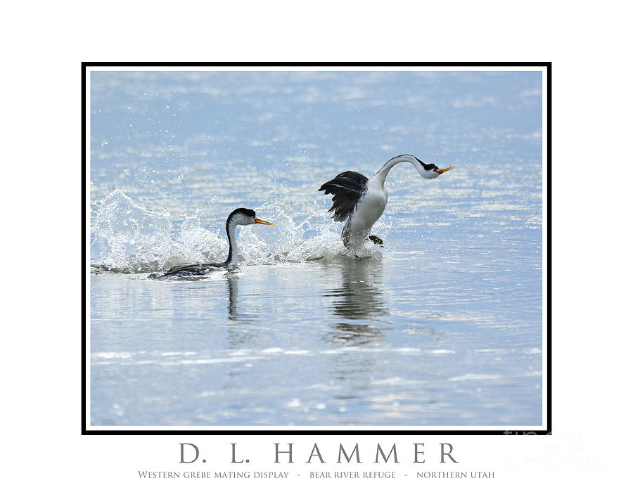 Western Grebe Mating Display #2 Photograph by Dennis Hammer
