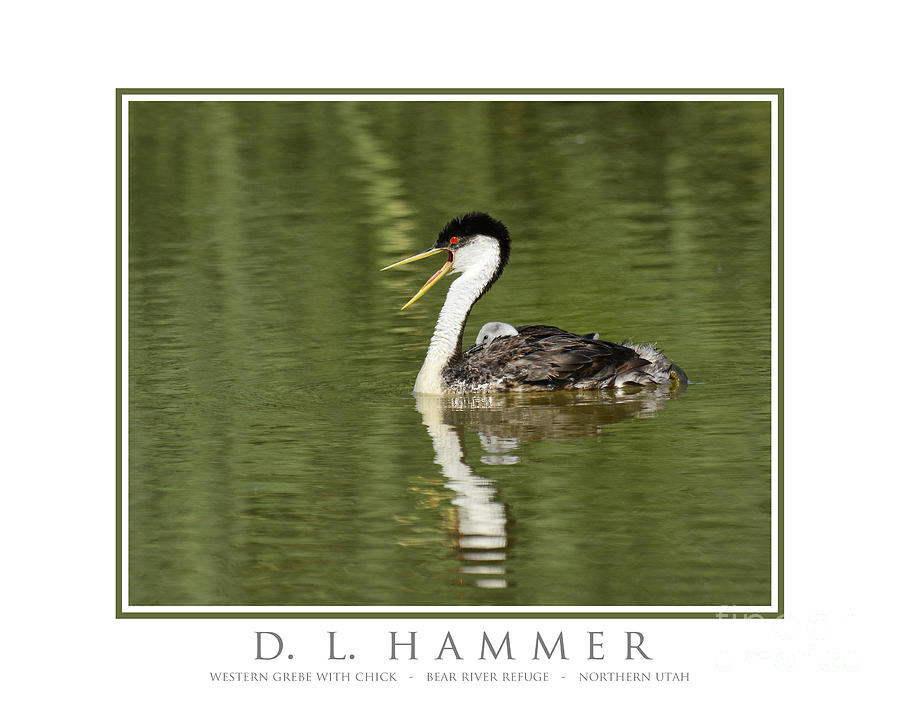 Western Grebe with Chick #2 Photograph by Dennis Hammer