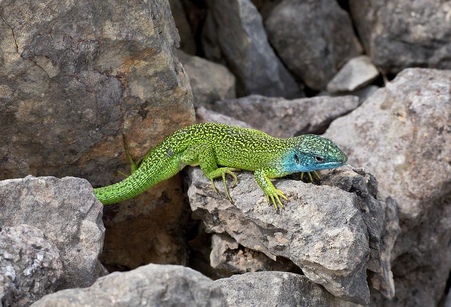 Western Green Lizard Photograph by Bob Gibbons Pixels