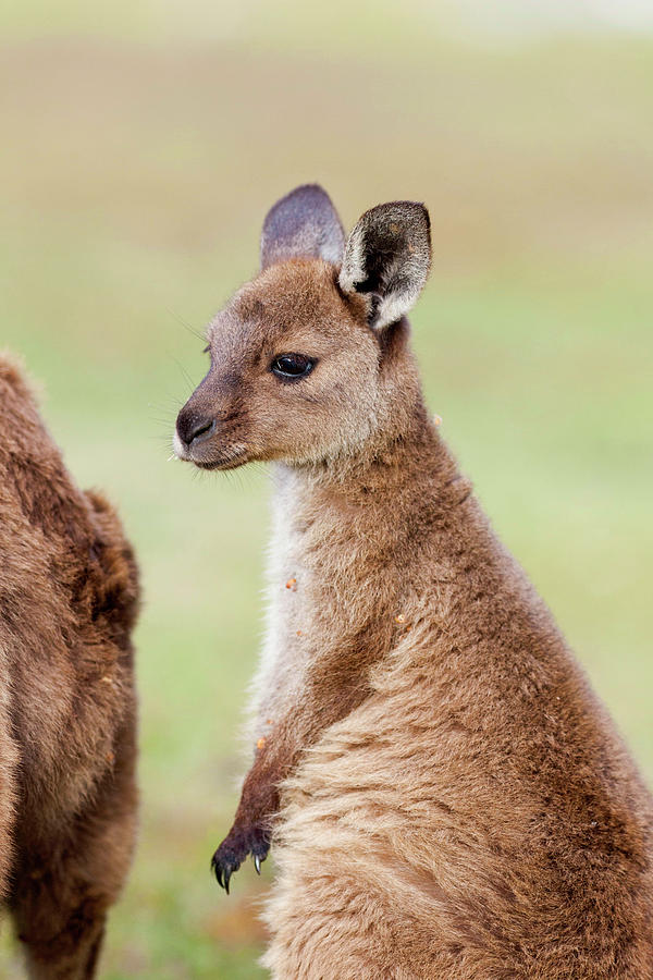 Animal Photograph - Western Grey Kangaroo (macropus #2 by Martin Zwick