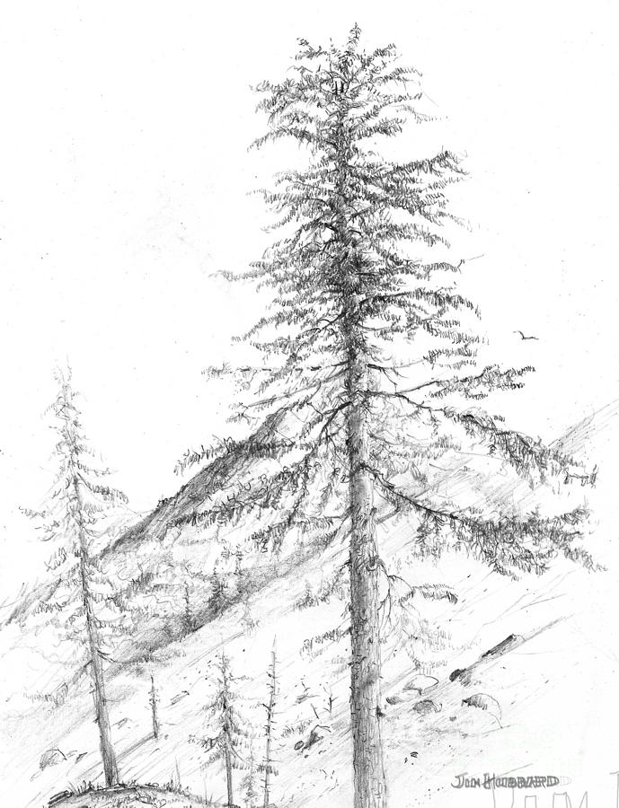 Western Hemlock Drawing by Jim Hubbard Fine Art America