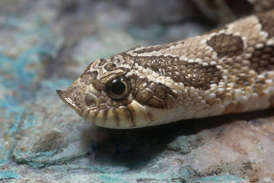 Western Hognose Snake