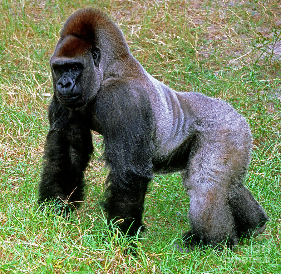 silverback gorilla pic