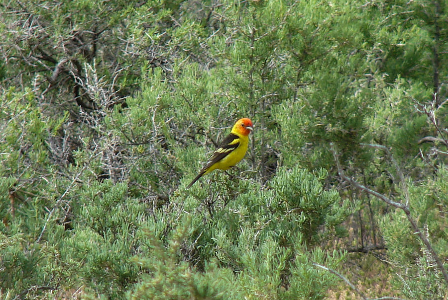 Western Tanager Two Photograph by Carl Moore