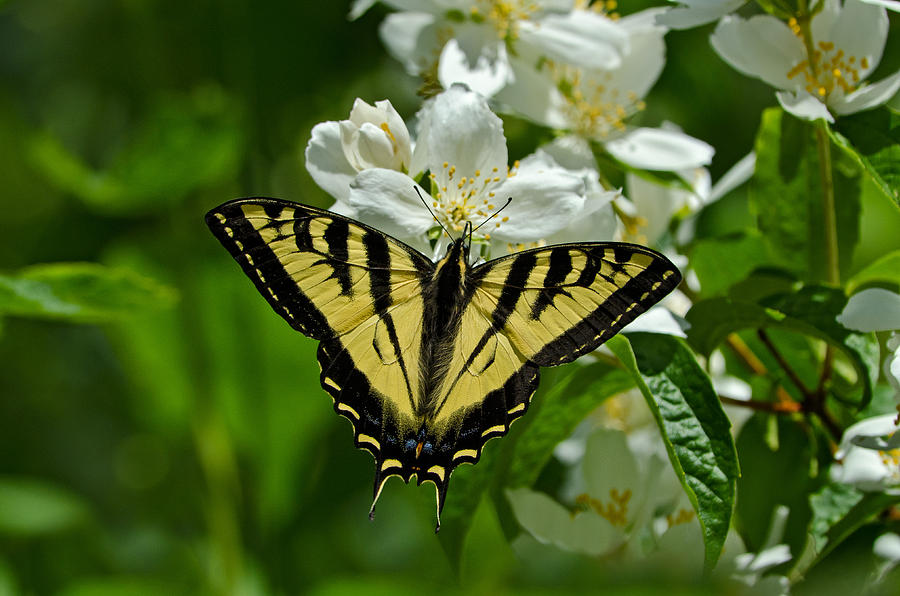 Western Tiger Swallowtail #2 Photograph by Thomas And Pat Leeson