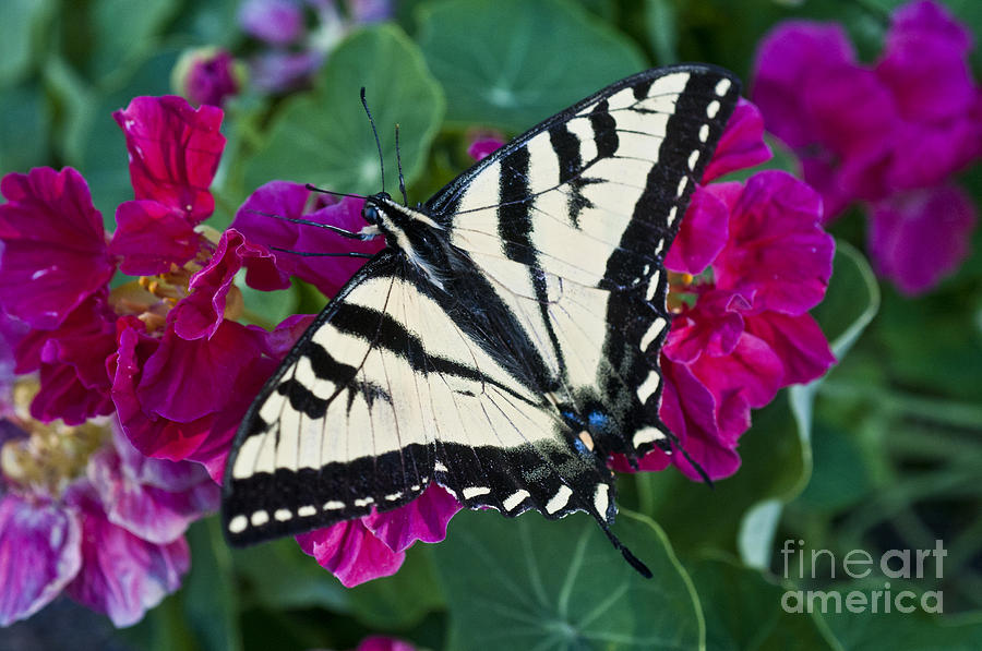 Western Tiger Swallowtail #2 Photograph by William H. Mullins