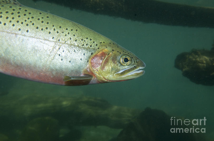 Westslope Cutthroat Trout #2 Photograph by William H. Mullins