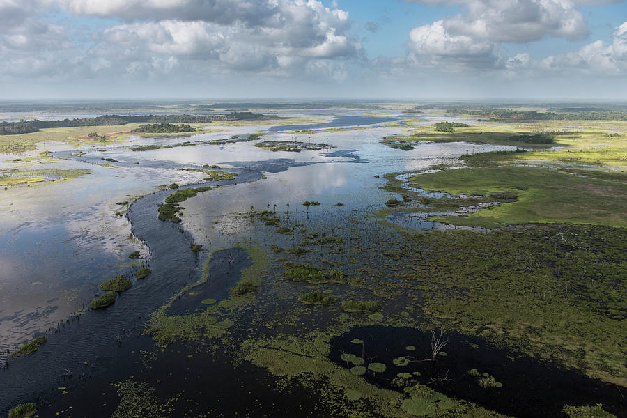 Wetland Mma, Abari Swamps, Mahaica Photograph by Pete Oxford - Pixels