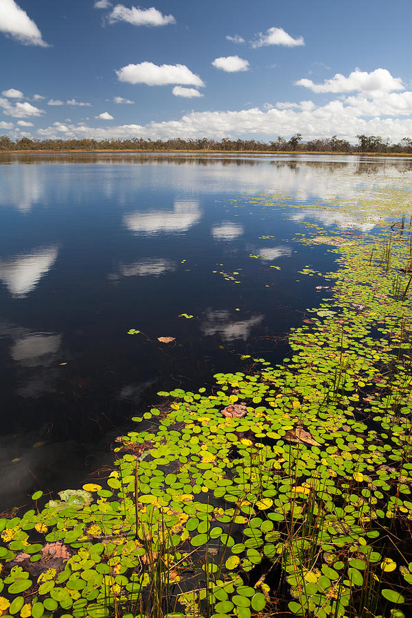 Lily Photograph - wetlands billabong Australian swamp #2 by Dirk Ercken