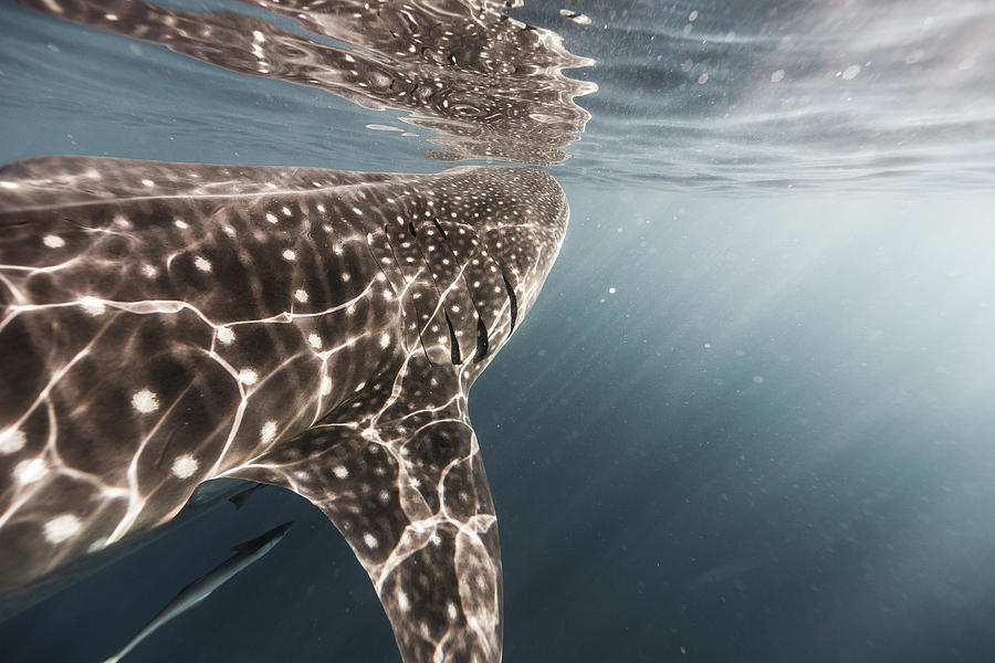 Whale Shark Photograph by Tyler Stableford