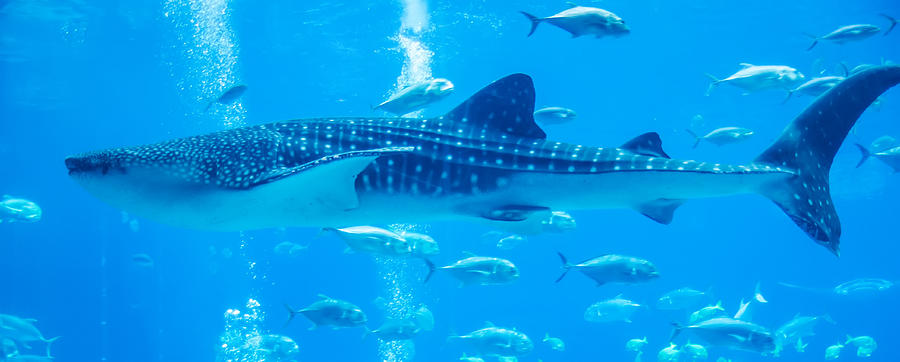 Whale Sharks Swimming In Aquarium With People Observing #2 Photograph by Alex Grichenko