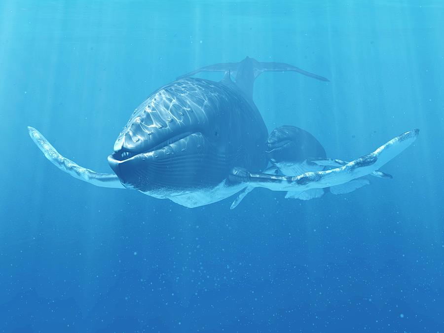 Whale Swimming Underwater Photograph by Sciepro/science Photo Library ...
