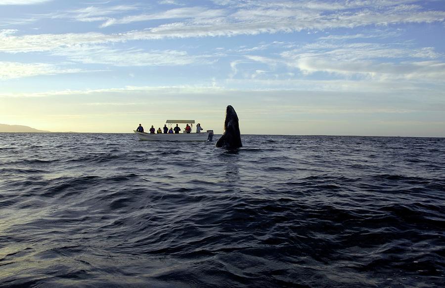 Whale Tourism #2 Photograph by Christopher Swann/science Photo Library