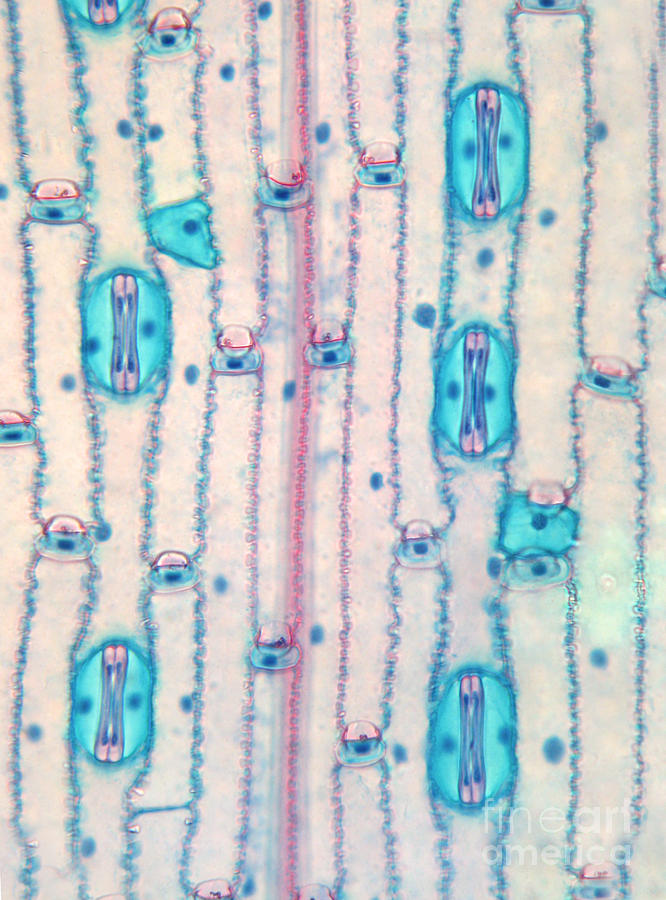 Wheat Leaf Stomata #2 Photograph by Garry DeLong