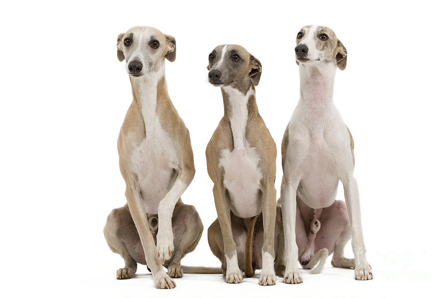 Dog Photograph - Whippets #2 by Jean-Michel Labat