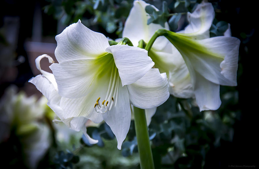 White Amaryllis #2 Photograph by Phil Abrams