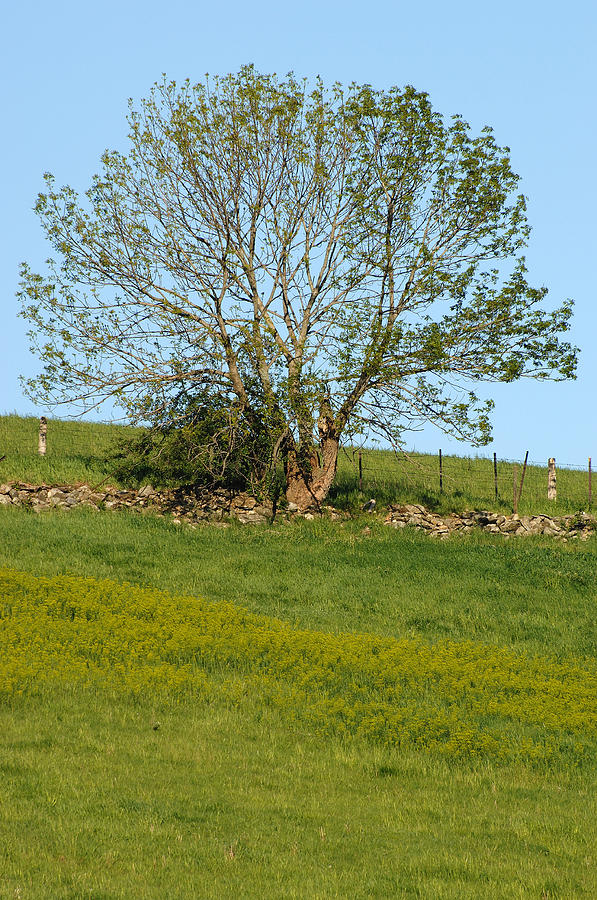 White Ash Tree In Spring #2 Photograph by John W. Bova