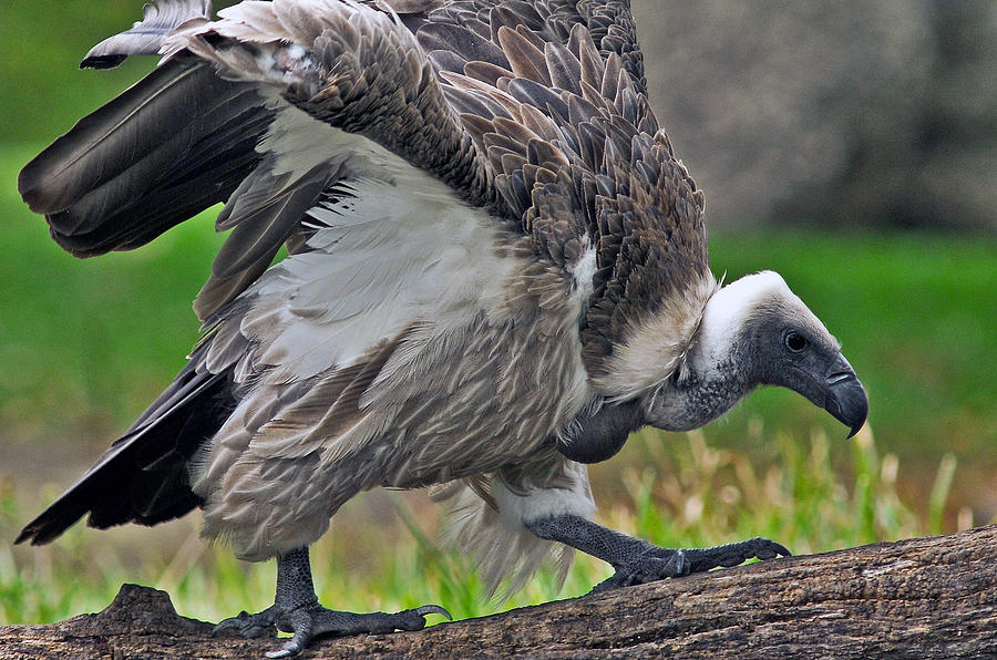 White-backed Vulture #2 Photograph by Winston D Munnings