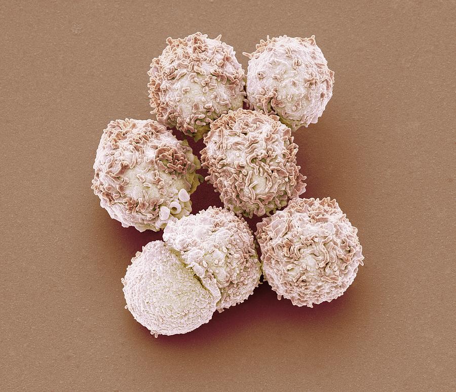 White Blood Cells #2 Photograph by Steve Gschmeissner