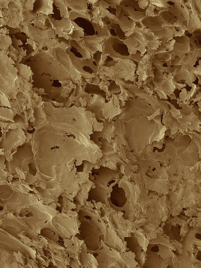 Bread Photograph - White Bread Surface #2 by Dennis Kunkel Microscopy/science Photo Library