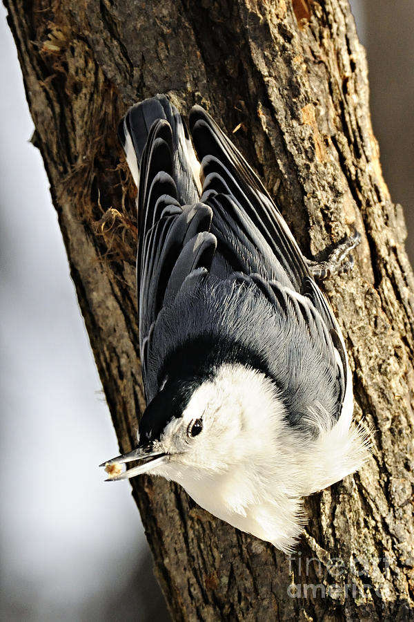 White Breasted Nuthatch #2 Photograph by Larry Ricker