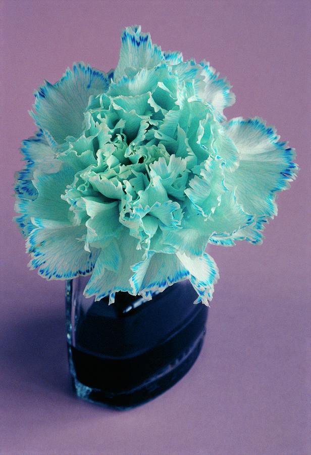 White Carnation Flower And Dye Uptake #2 Photograph by Adam Hart-davis/science Photo Library
