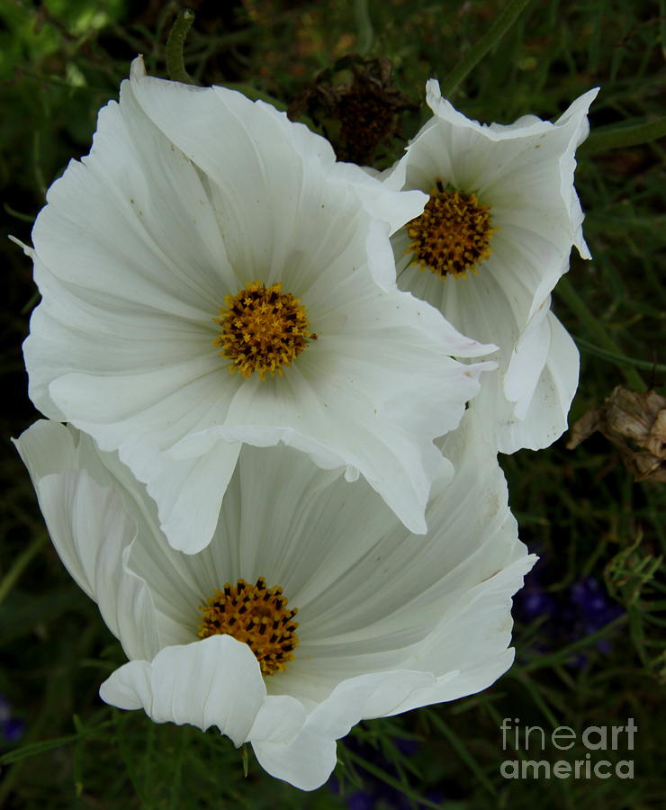 White Cosmea Photograph by Christiane Schulze Art And Photography