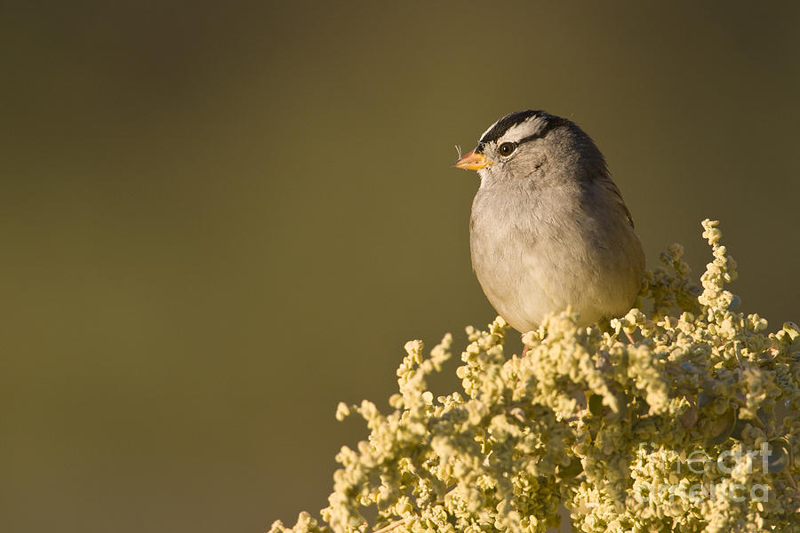 Sparrow Photograph - White crowned sparrow #1 by Bryan Keil