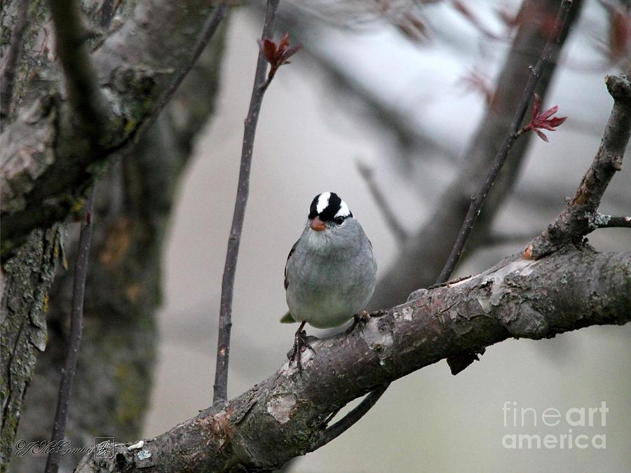 White-Crowned Sparrow #4 Photograph by J McCombie