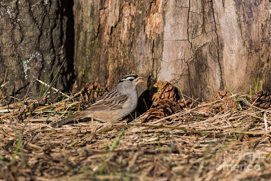 White-crowned Sparrow Zonotrichia #2 Photograph by Linda Freshwaters Arndt