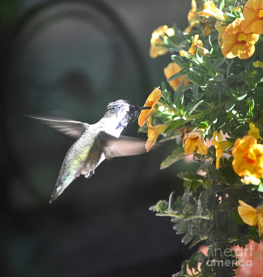 Flower Photograph - White Eared Costas Enjoying The New Spring Flowers #2 by Jay Milo