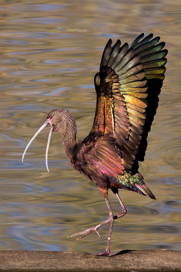 White-faced Ibis in Winter #2 Photograph by Kathleen Bishop