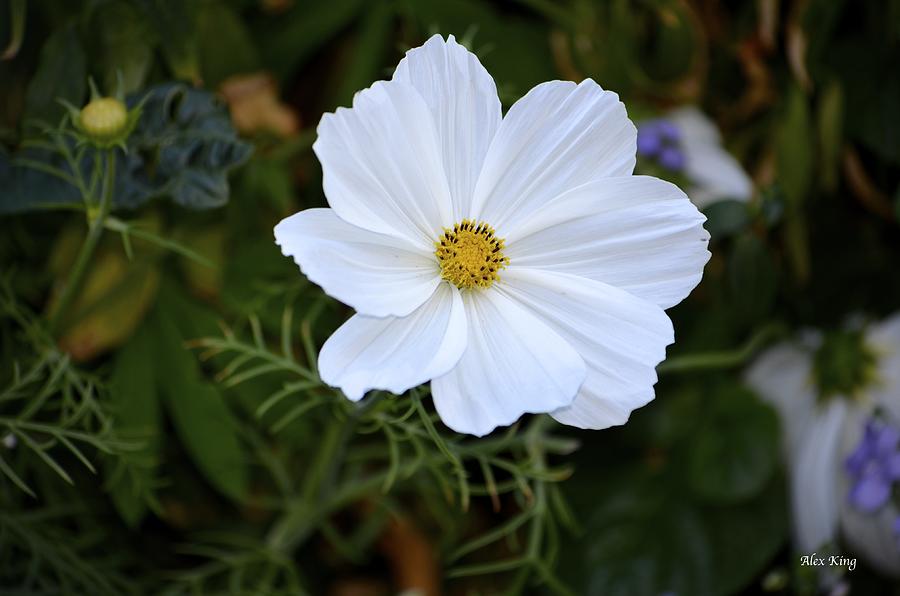 White Flower #1 Photograph by Alex King