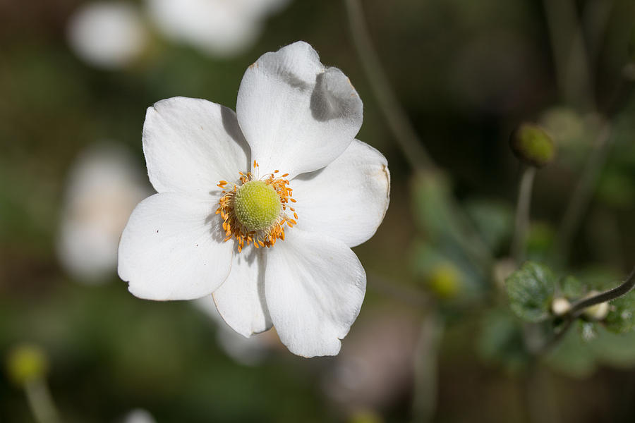 White flower #2 Photograph by Susan Jensen