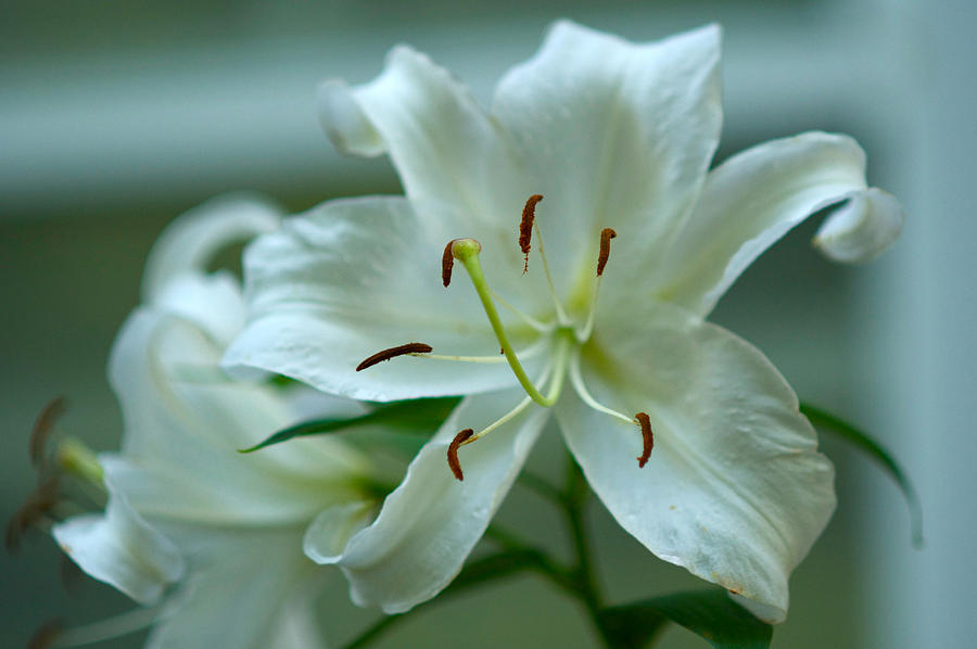 White Flower #2 Photograph by Victor Hinostroza
