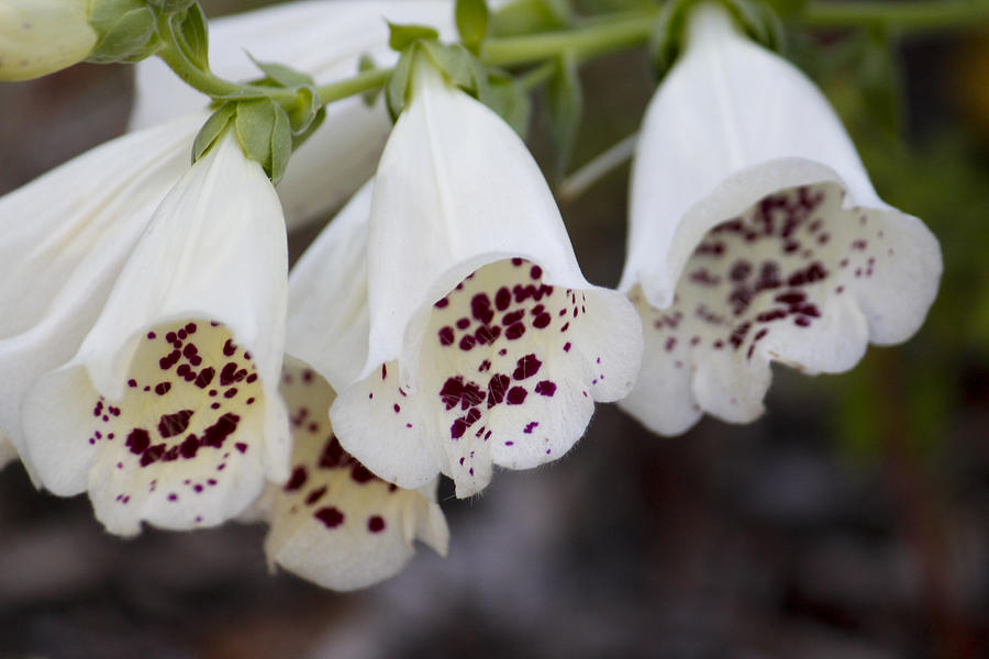 White Foxglove #2 Photograph by Ivete Basso Photography