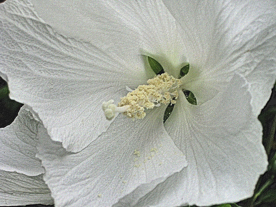 White Hibiscus Photograph by Nadalyn Larsen