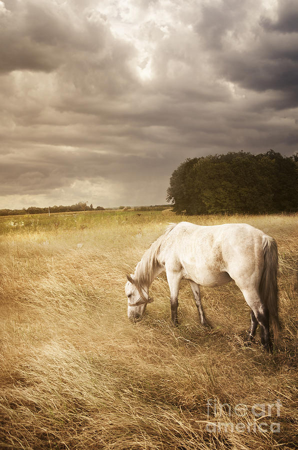 White Horse #1 Photograph by Jelena Jovanovic