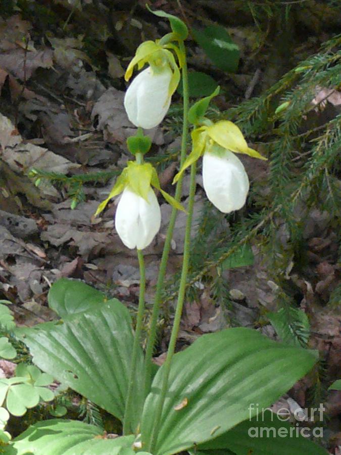 White Lady Slippers Photograph by Brenda Ketch