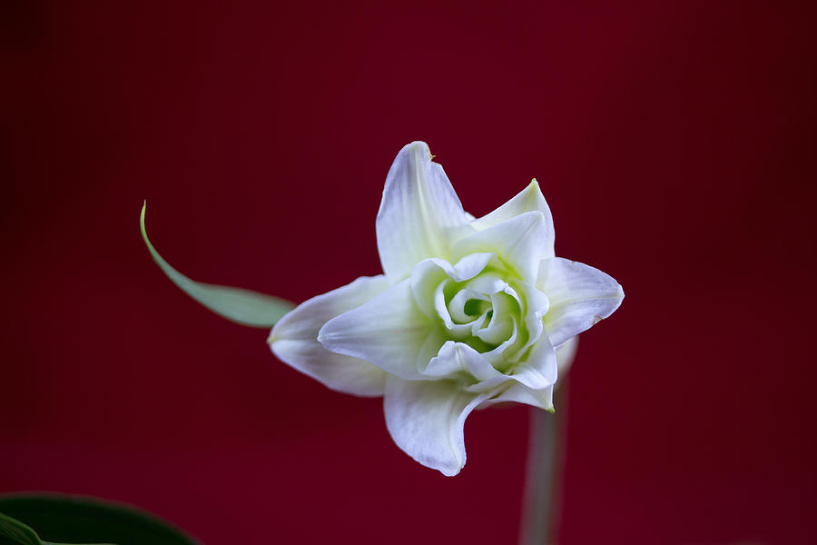 White Lilly #2 Photograph by Susan Jensen