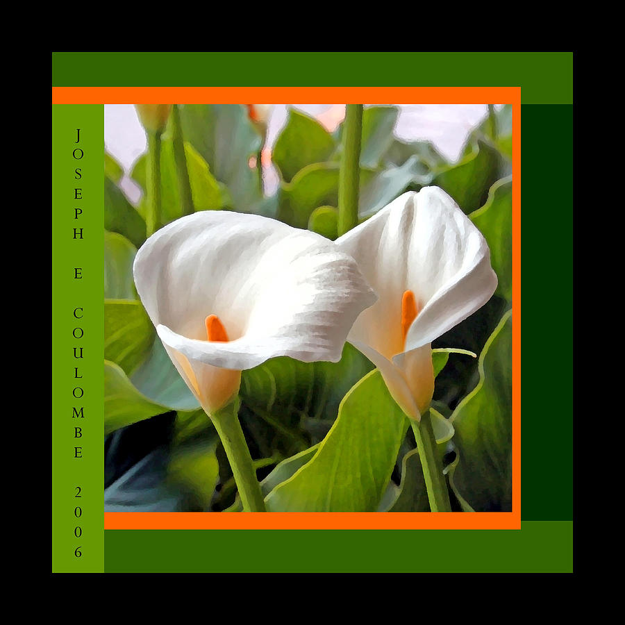 2 White Lily Flowers Digital Art by Joseph Coulombe