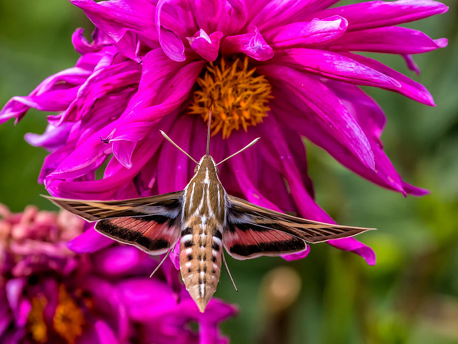White-lined Sphinx Hummingbird Moth #2 Photograph by Fred J Lord