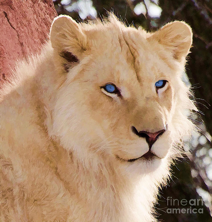 White lion with blue eyes #2 Photograph by Les Palenik