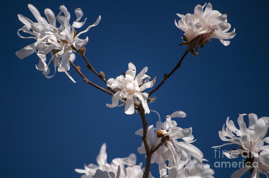 Flowers Still Life Photograph - White Magnolia #2 by M J