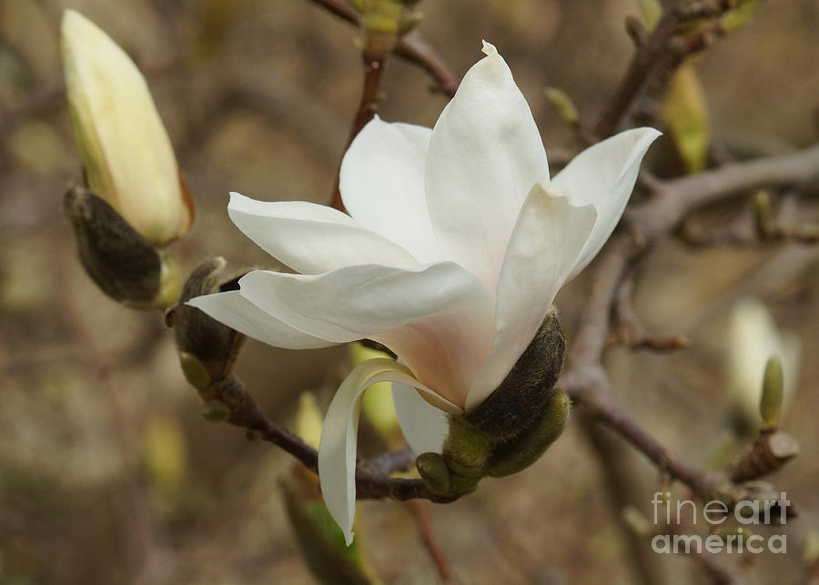 White Magnolia Photograph by Rudi Prott