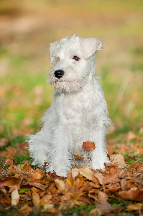 White Miniature Schnauzer puppy Photograph by Marta Holka